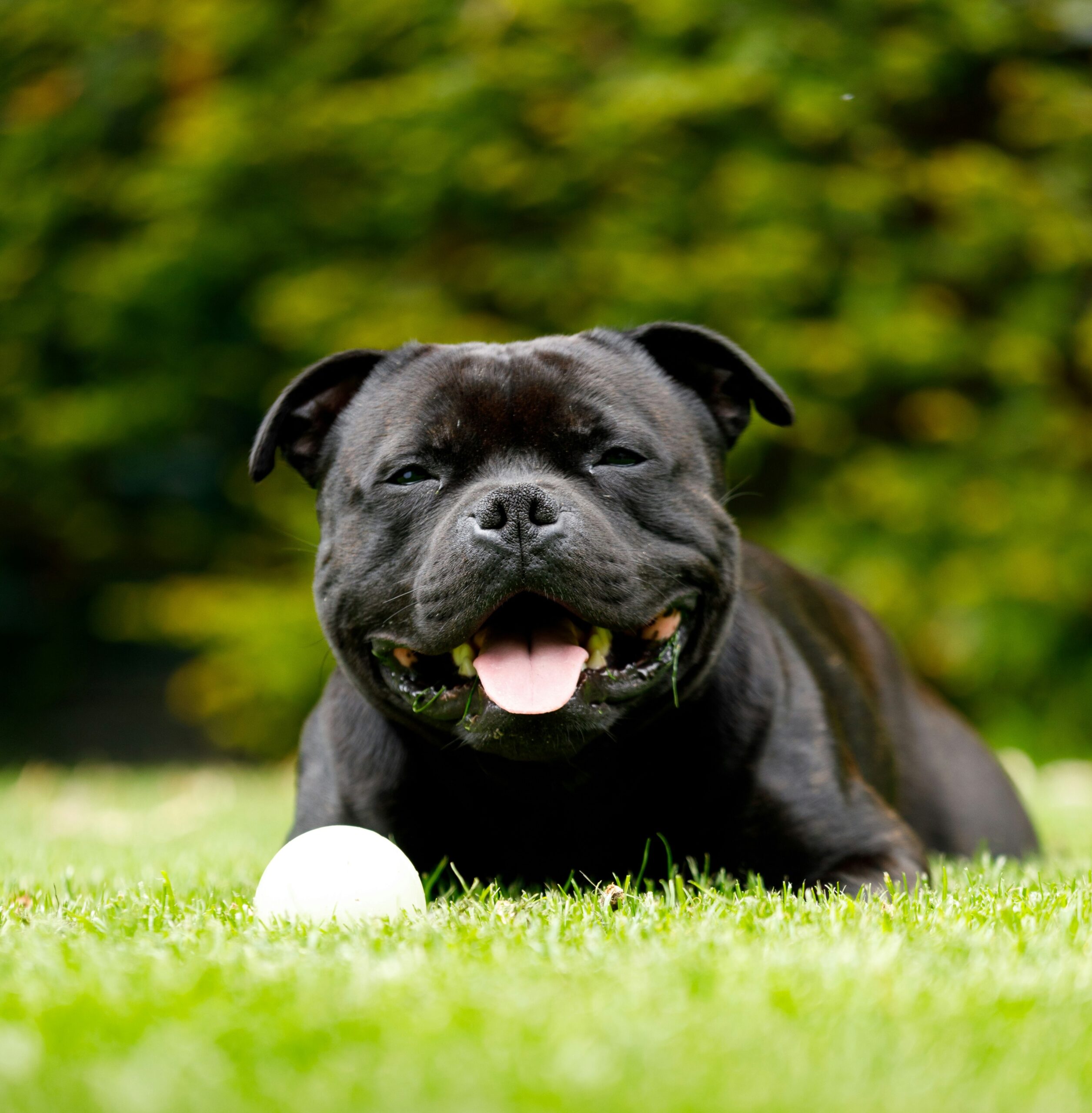 staffordshire-bull-terrier couché sur une pelouse