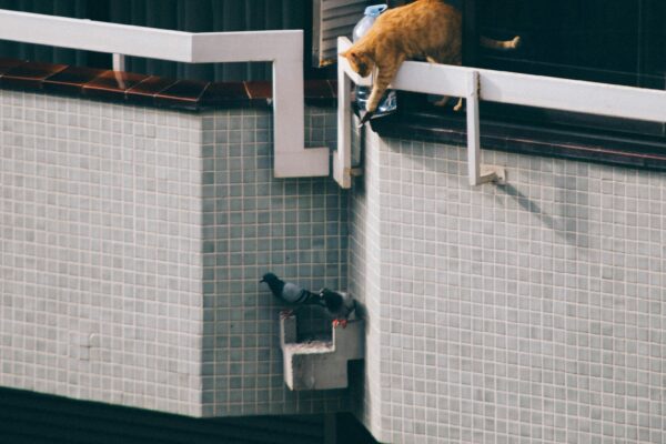 chat en appartement s'intéressant à des oiseux. Il est à risque de chuter
