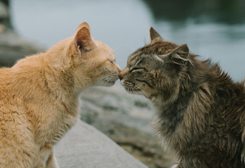 deux chats se faisant un bisous