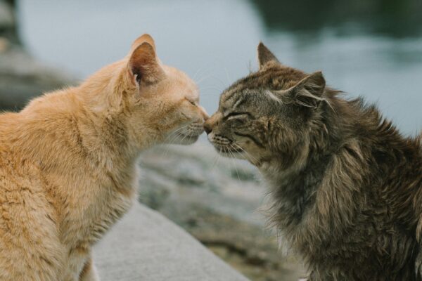 Pourquoi les chats se font des « bisous » (et ce que cela signifie vraiment) deux chats se faisant un bisous