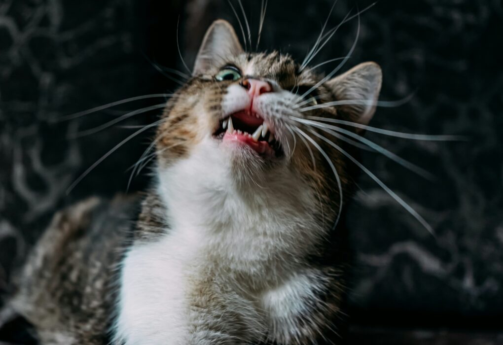 un chat caquetant à la vue d'un oiseau