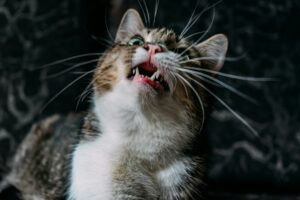 un chat caquetant à la vue d'un oiseau