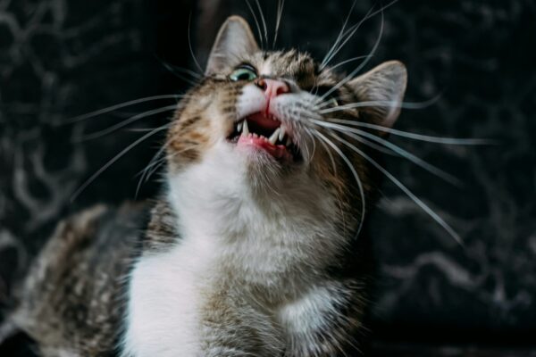Pourquoi mon chat « parle » aux oiseaux ? Un comportement félin aussi drôle que fascinant un chat caquetant à la vue d'un oiseau