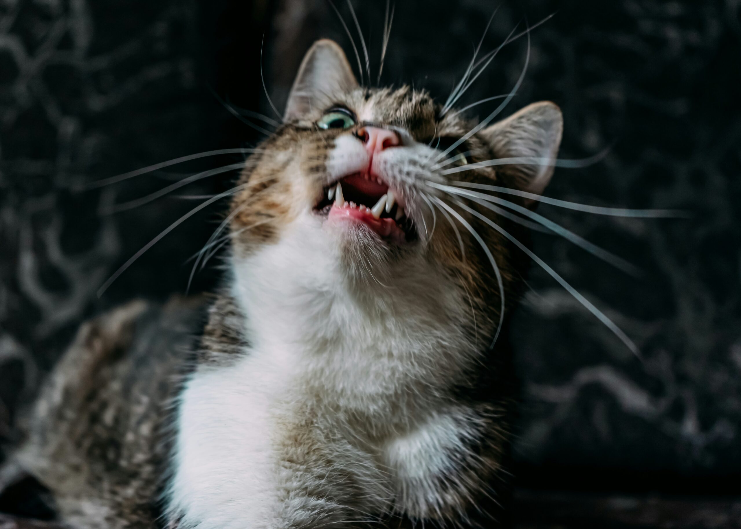 un chat caquetant à la vue d'un oiseau