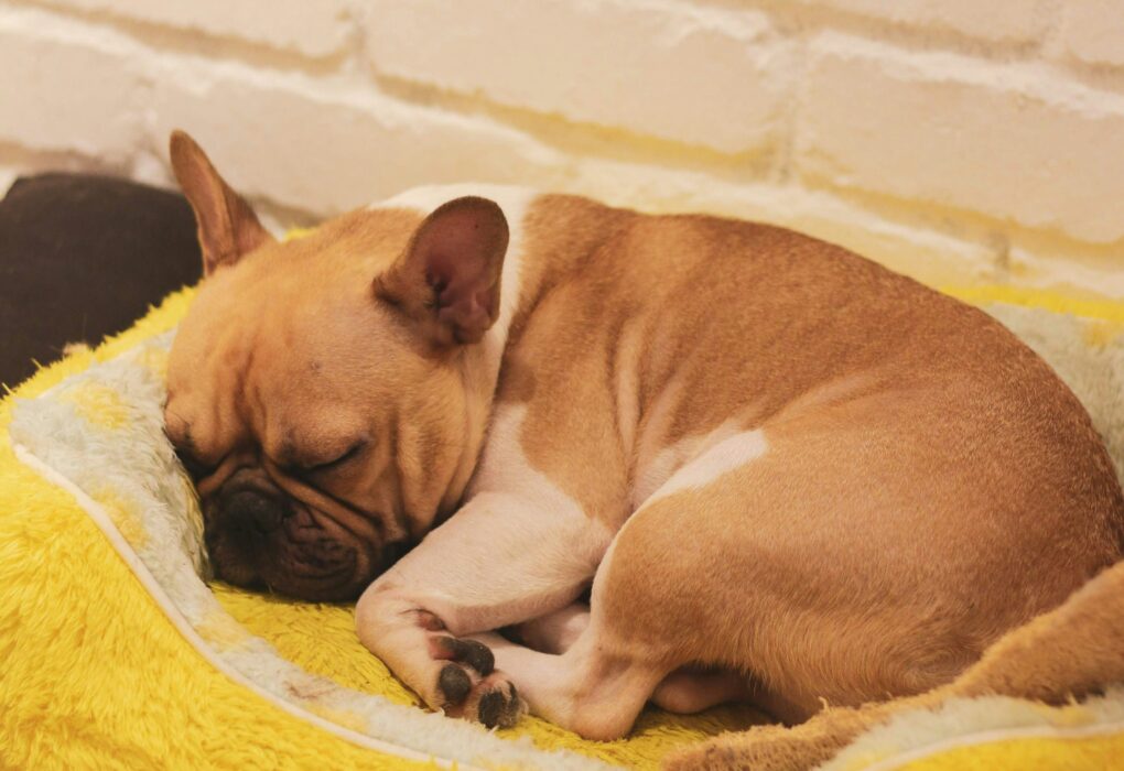 chien dort dans son panier après l'avoir léché