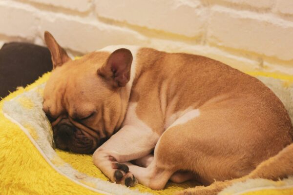 Pourquoi mon chien lèche son panier ? Comprendre ce comportement étrange et (souvent) attendrissant chien dort dans son panier après l'avoir léché
