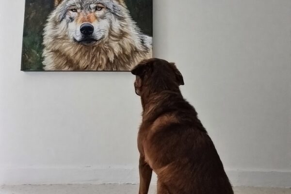 Ces comportements étranges de nos chiens et chats… qu’ils partagent avec leurs cousins sauvages un chien en pleine introspection observe attentivement une peinture d'un ancêtre loup